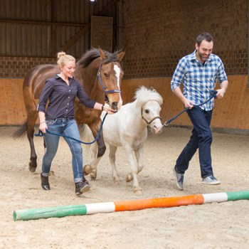 Paarcoaching mit 2 Pferden